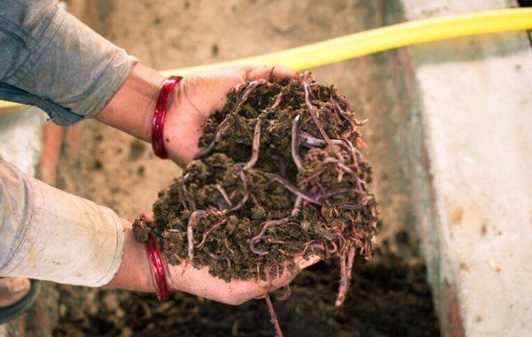 how-to-prepare-ground-for-vegetable-garden