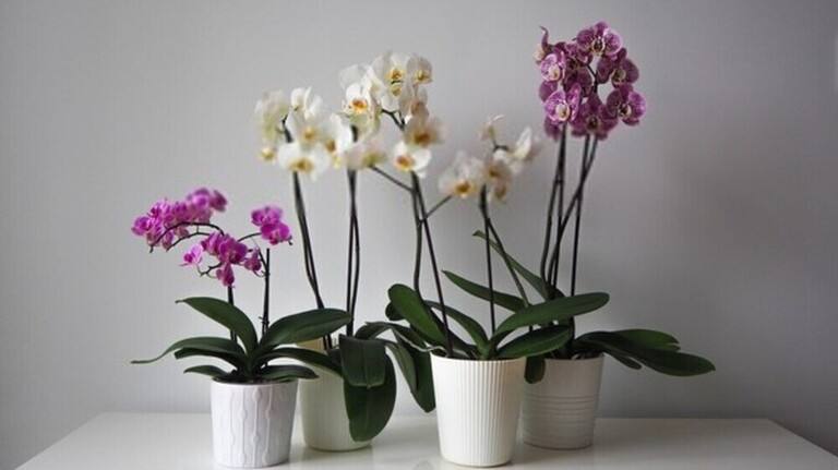 Top 6 Best Pots For Orchids [May 2022] Reviews & Guide