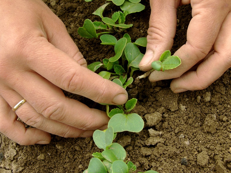 fixing leggy seedlings