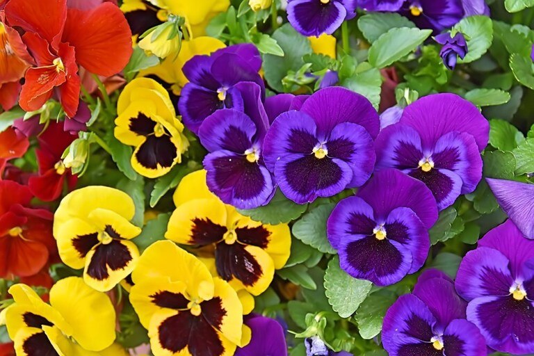 Best Edible Flowers to Grow in Your Garden