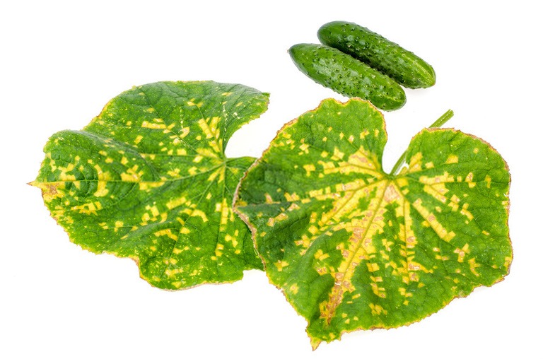 why-are-the-leaves-on-my-squash-plants-turning-yellow