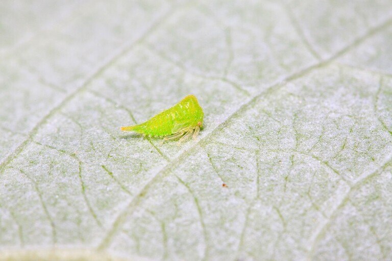 Why Are The Leaves On My Squash Plants Turning Yellow?