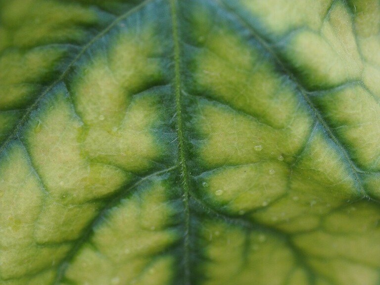 Why Are The Leaves On My Squash Plants Turning Yellow 1250