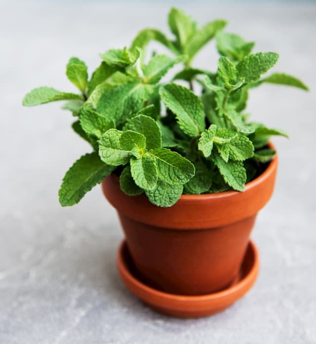 Best Herbs To Grow In Pots That You Can Try At Home