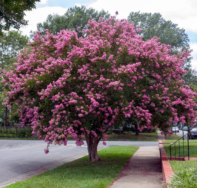 Best Trees For Front Yard   Best Trees For Front Yard 