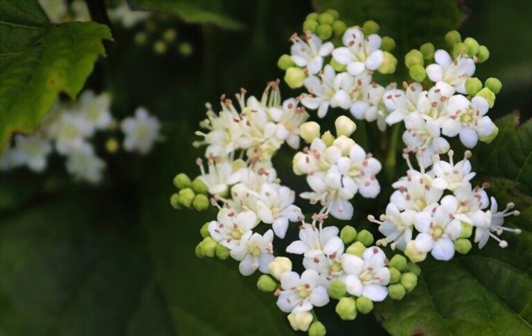 Small Shrubs For Part Shade