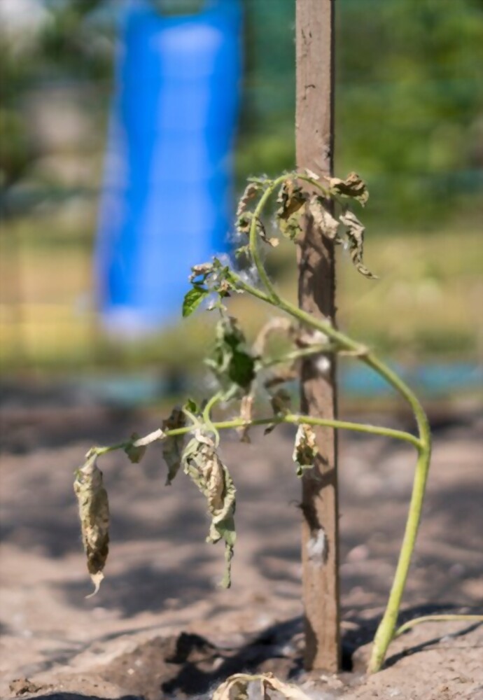 cherry-tomato-plant-spacing-how-far-apart-to-plant-cherry-tomatoes