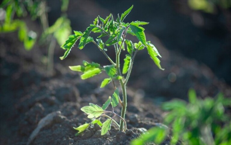 cherry-tomato-plant-spacing-how-far-apart-to-plant-cherry-tomatoes