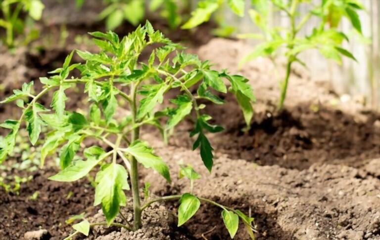 cherry-tomato-plant-spacing-how-far-apart-to-plant-cherry-tomatoes