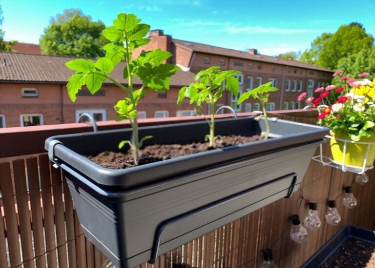 cherry-tomato-plant-spacing-how-far-apart-to-plant-cherry-tomatoes