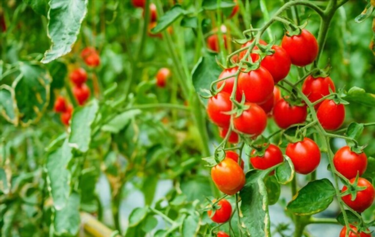 cherry-tomato-plant-spacing-how-far-apart-to-plant-cherry-tomatoes