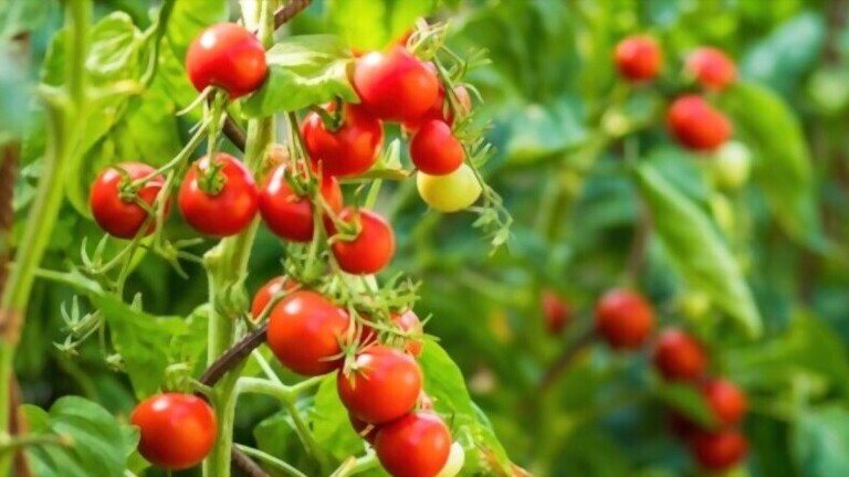 Cherry Tomato Plant Spacing How Far Apart To Plant Cherry Tomatoes