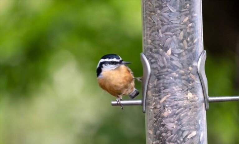 What To Feed Birds In Winter