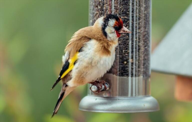 What To Feed Birds In Winter