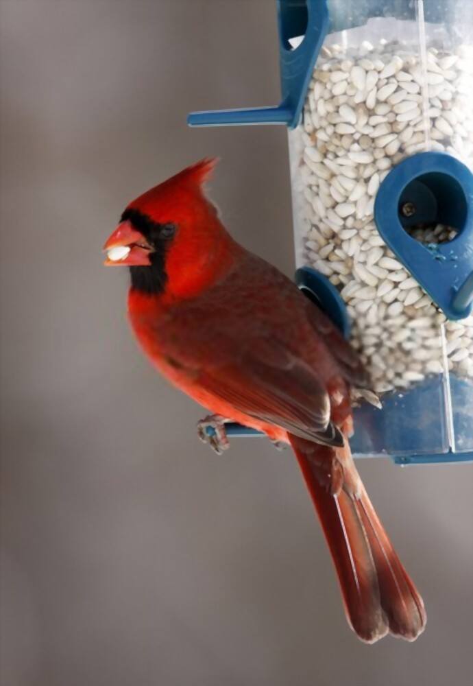 What To Feed Birds In Winter