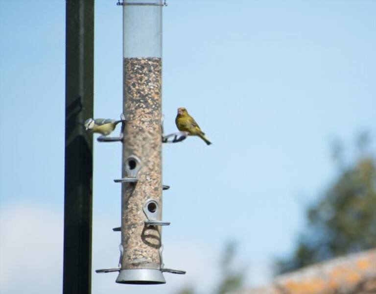 What To Feed Birds In Winter