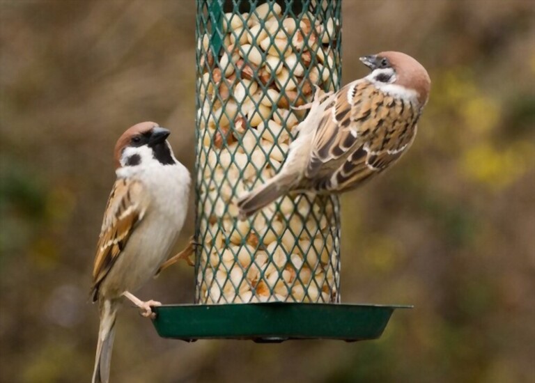 What To Feed Birds In Winter