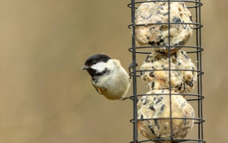 What To Feed Birds In Winter