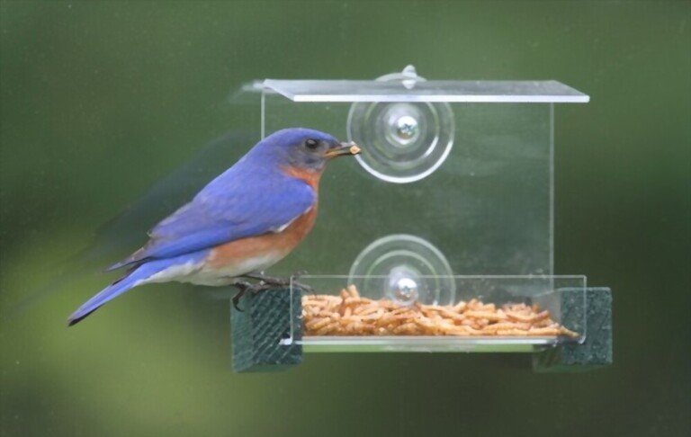 What To Feed Birds In Winter