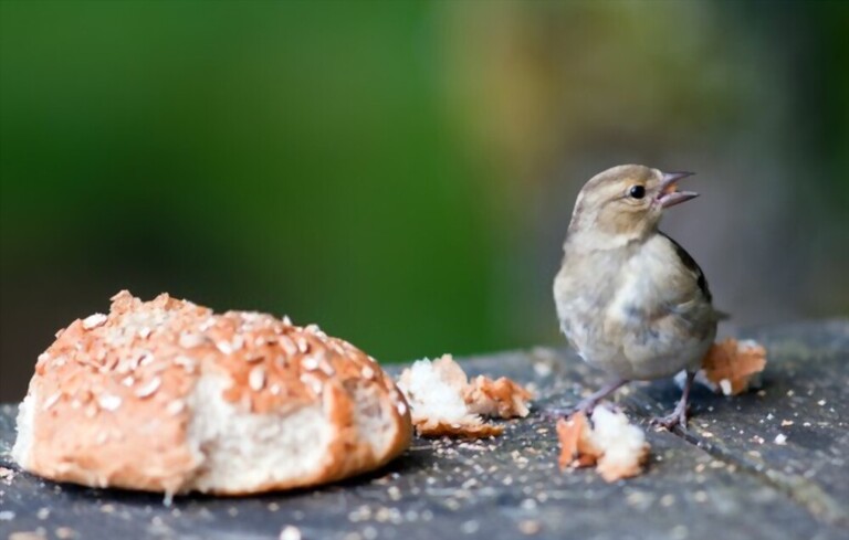 What To Feed Birds In Winter