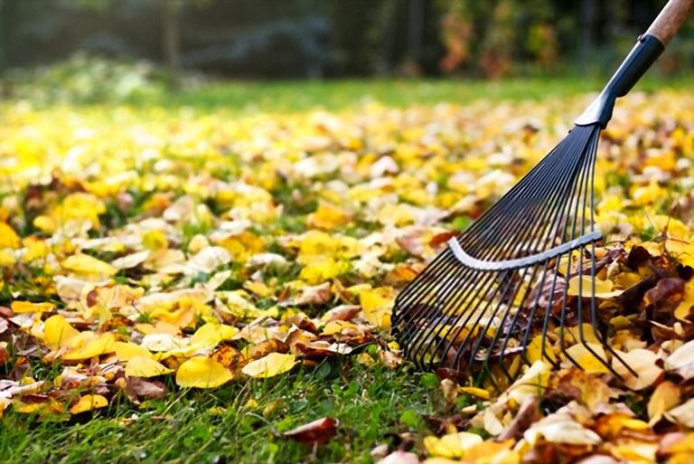 Best Way To Clean Up Leaves In A Large Yard