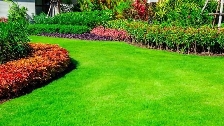 How To Make Your Grass Greener And Thicker