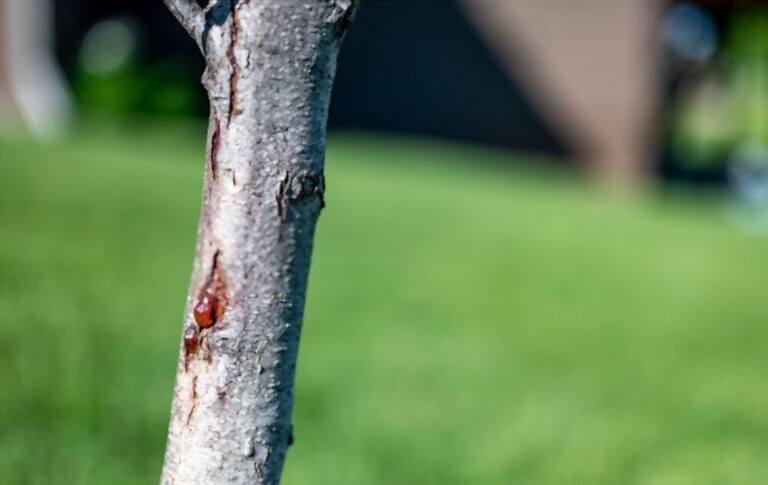 Gummosis On Peach Tree - Causes And Treatment