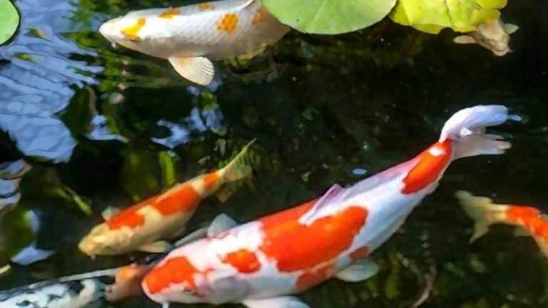 Best UV Light For Koi Pond [Feb 2024]: Top 5 Picks