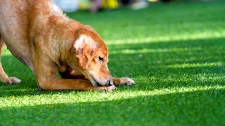 best artificial grass for dogs        
        <figure class=