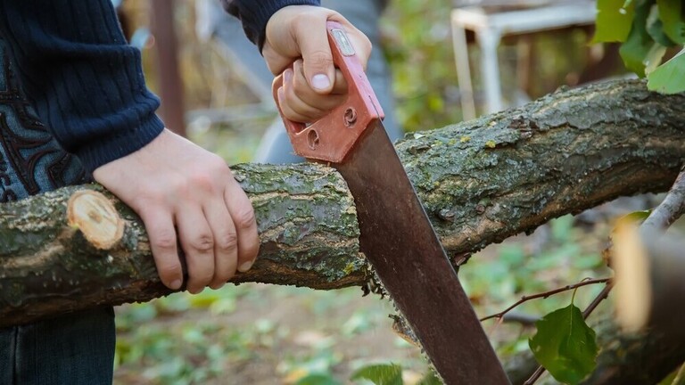 Best Hand Saws For Cutting Trees 768x432 ?v=4