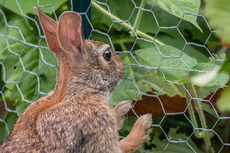 How to Build a Garden Fence to Keep Animals Out