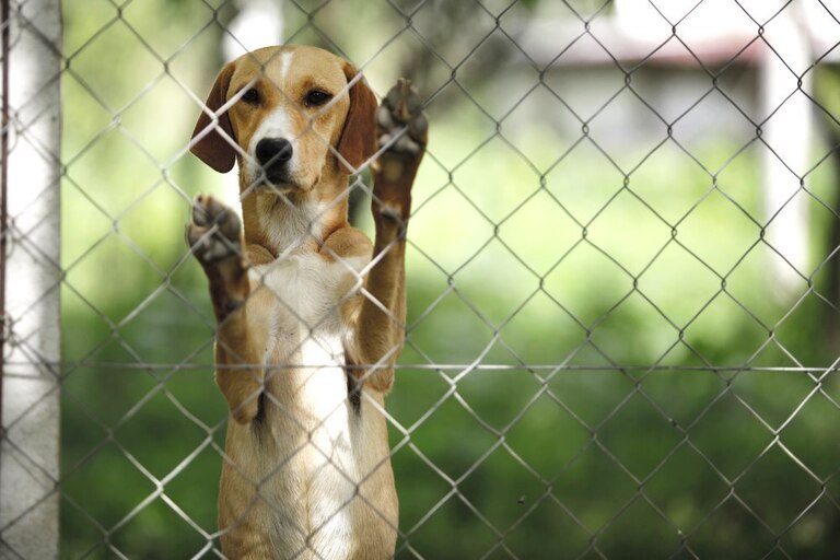 How to Build a Garden Fence to Keep Animals Out