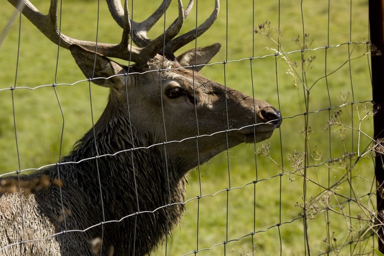 small animal fencing materials