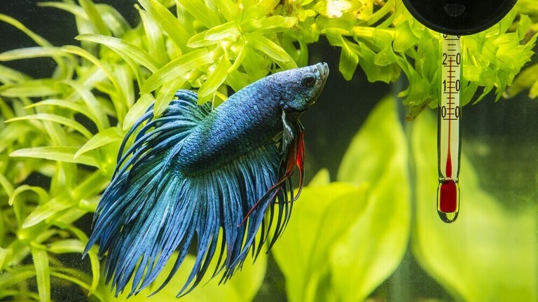 most accurate aquarium thermometer