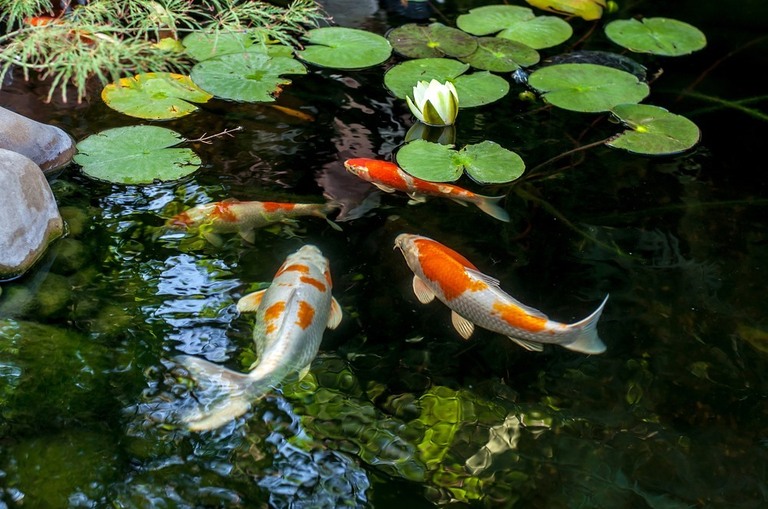 what-kind-of-fish-can-live-in-an-outdoor-pond