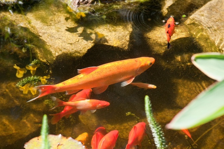 what-kind-of-fish-can-live-in-an-outdoor-pond