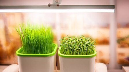 best grow lights for seedlings 2020
