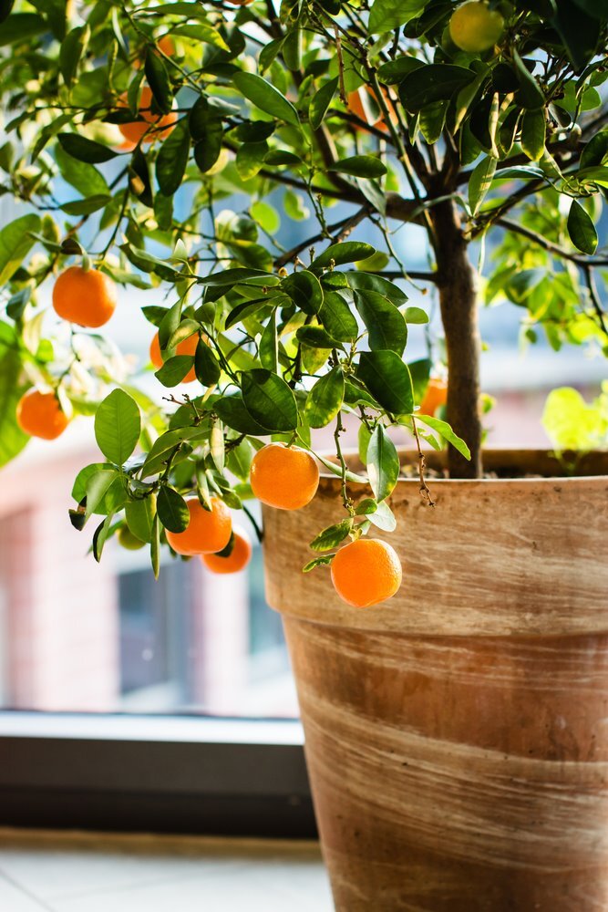 Best Indoor Fruit Trees