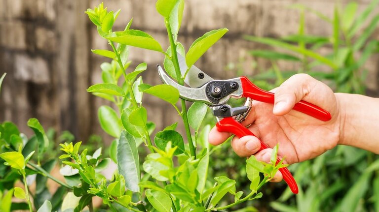 How To Prune A Potted Lemon Tree