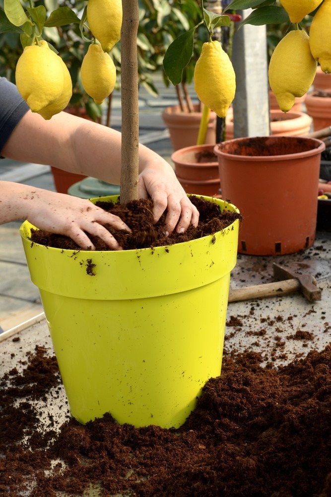 How To Prune A Potted Lemon Tree?