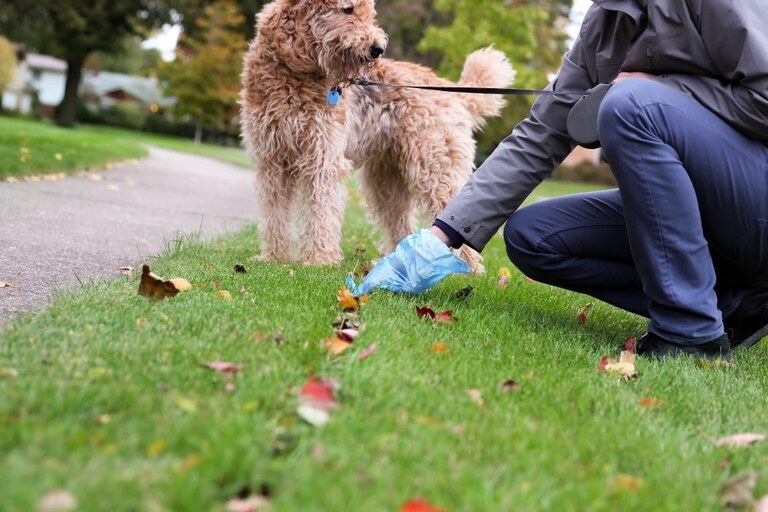 How To Get Rid Of Dog Poop In The Yard Without Scooping? - How To Get Rid Of Dog Poop In Yard