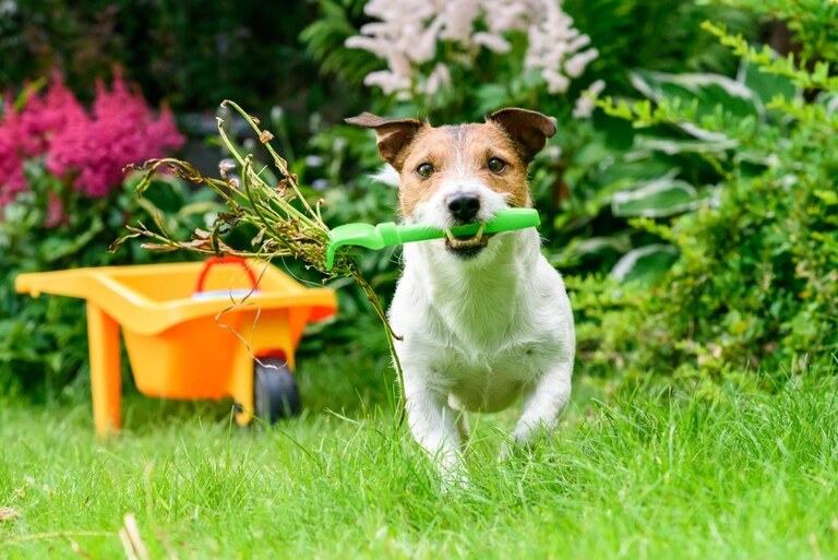 what-plants-are-harmful-to-cats-and-dogs