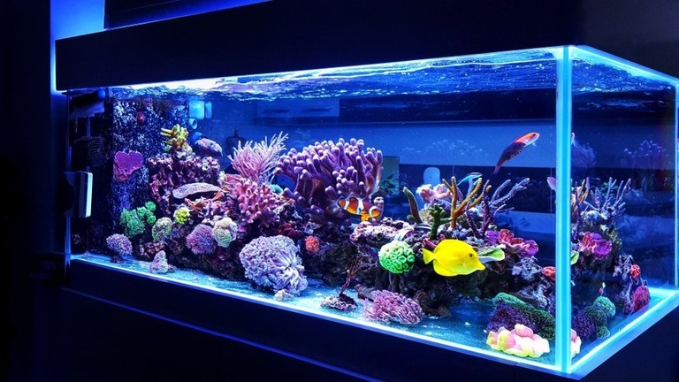 How To Raise pH In Reef Tank Without Raising Alkalinity